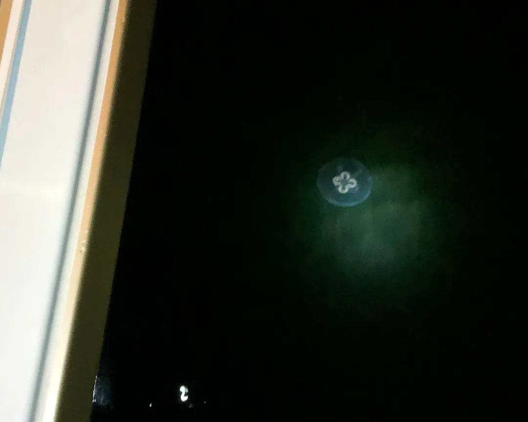 Jellyfish next to Hanse 388 s/y Charlotte.