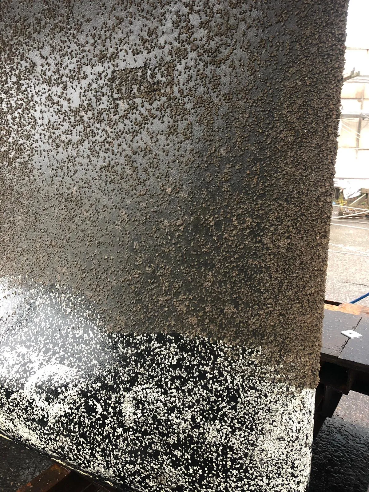 Keel of our Hanse 388, covered with barnacles.